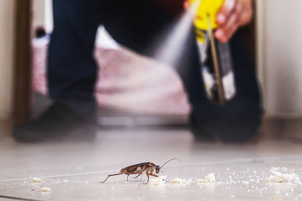 Best Spider Control Near Me  in Concord, AL